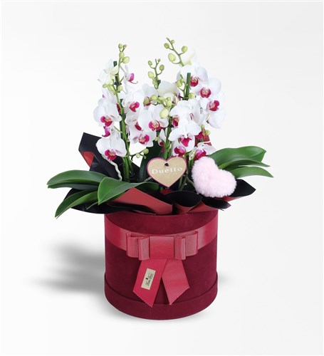 Bordo Kutuda Redlips Duetto Orkide Ve Peluş Pembe Kalp