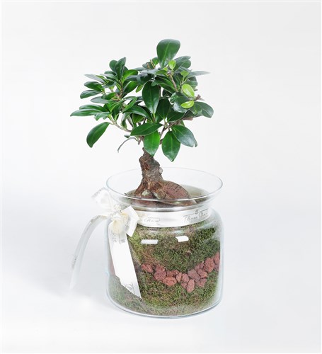 Cam Saksıda Bonsai Tasarım Çiçek